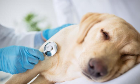 A veterinarian uses a stethoscope to examine a Labrador