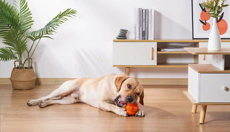 Pet Toys🎁Happy and Healthy Playtime