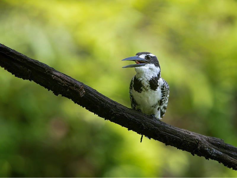 a black-and-white bird perched on a tree branch