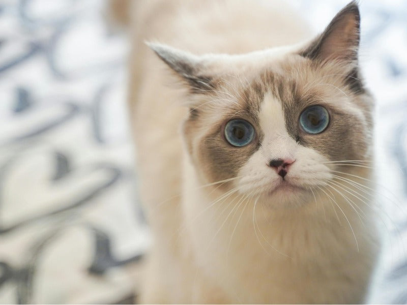 a beautiful Ragdoll cat with striking blue eyes