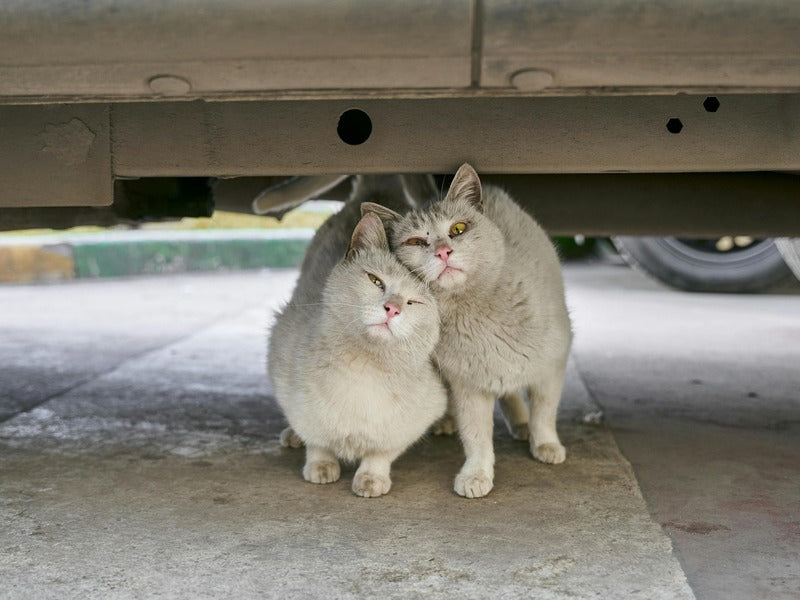 Two stray cats affectionately rub against each other while seeking shelter under a vehicle