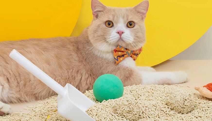 Essential Accessories for a Happy Pet😺