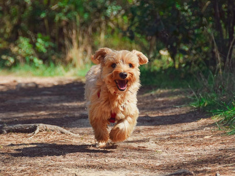 A small, happy dog with light brown fur is running along a forest path