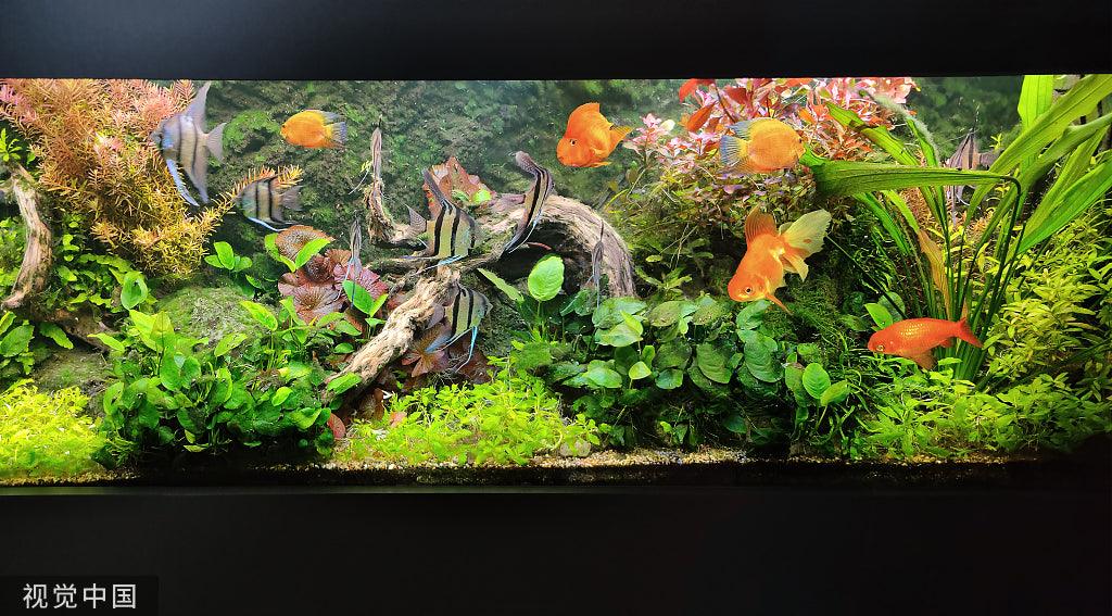 Dive into the World of Fish Supplies: Everything for a Thriving Aquarium