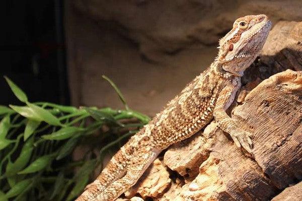 Creating the Perfect Habitat for Your Reptile