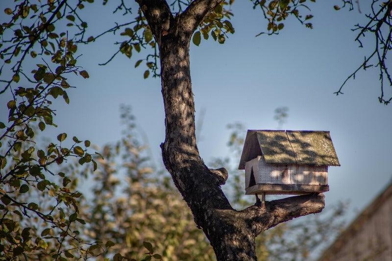 How To Choose The Right Birdhouse For Your Garden?