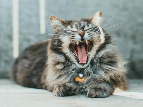 A tabby cat is opening its mouth, waiting for a teeth cleaning