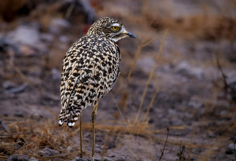 What Do Curlew Birds Eat?