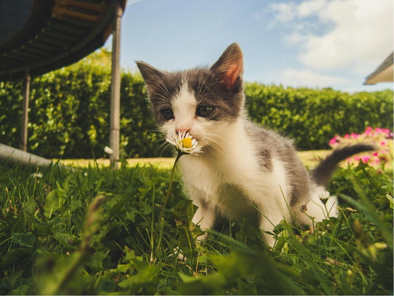 A small kitten sniffs a daisy flower