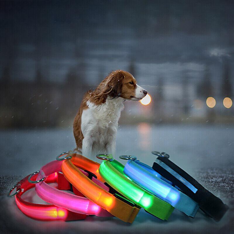 USB Rechargeable Glow Dog Collar LED Light-Up Safety Collar for Night Walks