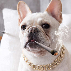 Heavy-Duty Gold Chain Dog Collar