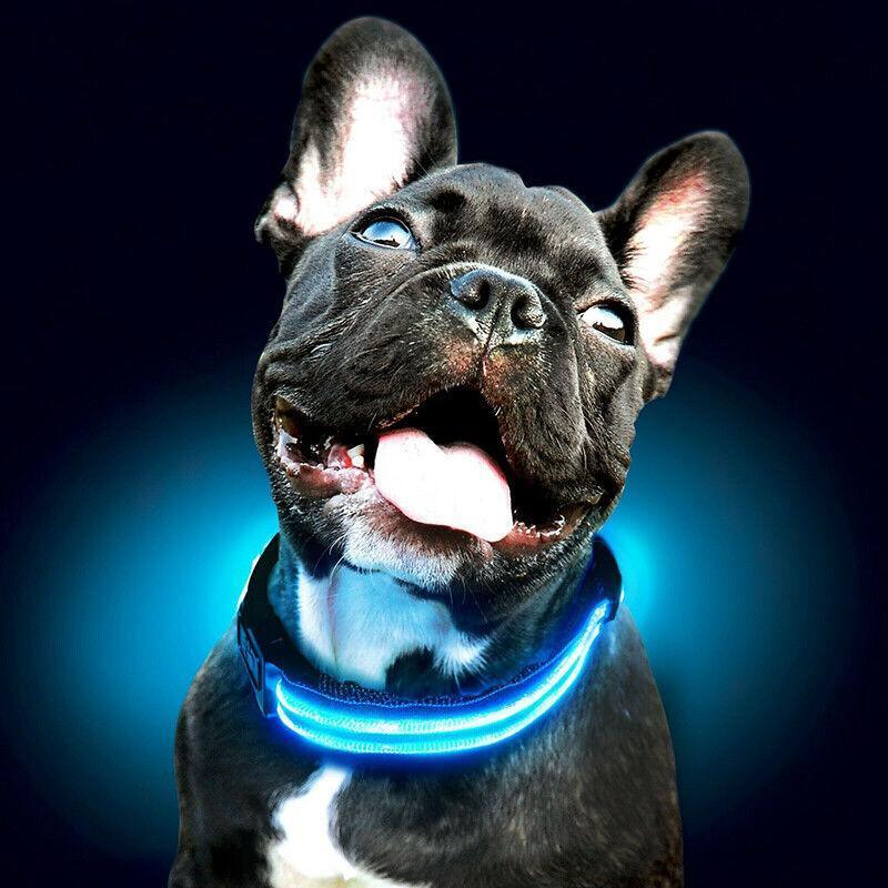 USB Rechargeable Glow Dog Collar LED Light-Up Safety Collar for Night Walks