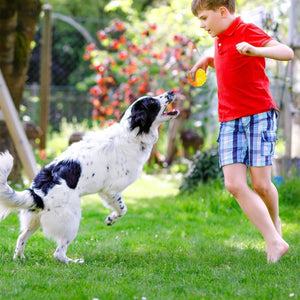 Pet Chew Toy Balls