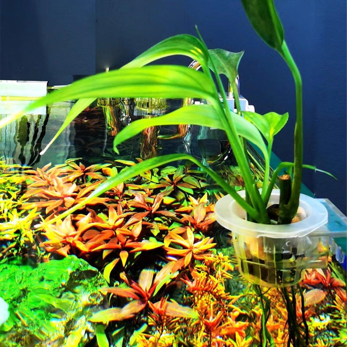 Adjustable Wall Mounted Aquatic Plant Cup for Emersed Plants and Water Grass