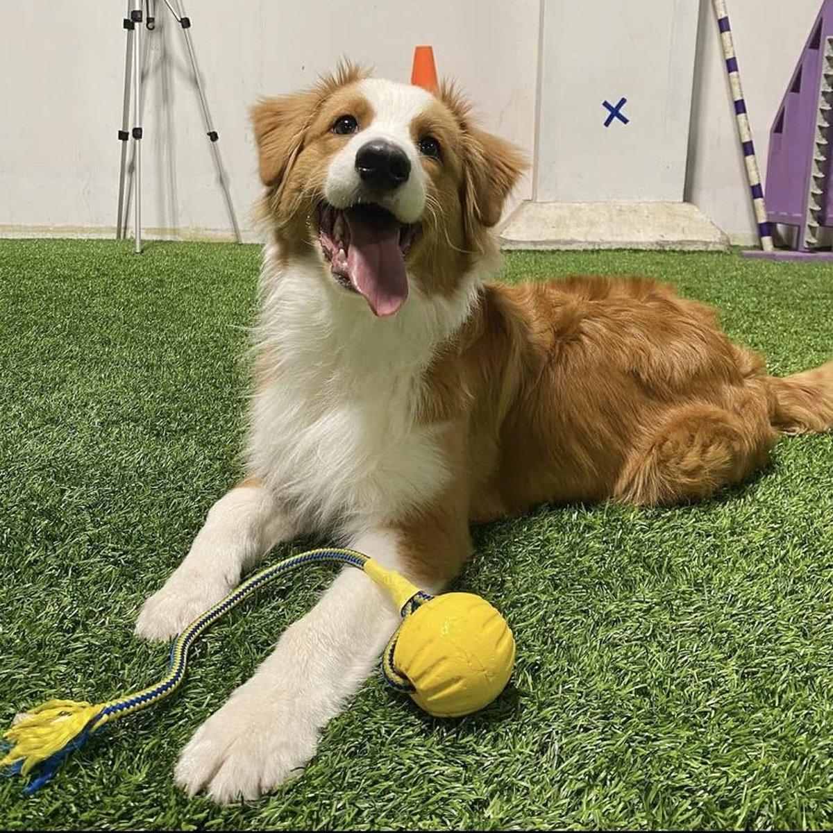 Durable Floating Dog Frisbee for Outdoor Fun and Teeth Cleaning