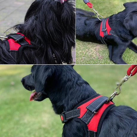 Front Range Dog Vest Harness - Comfort and Control for Your Dog