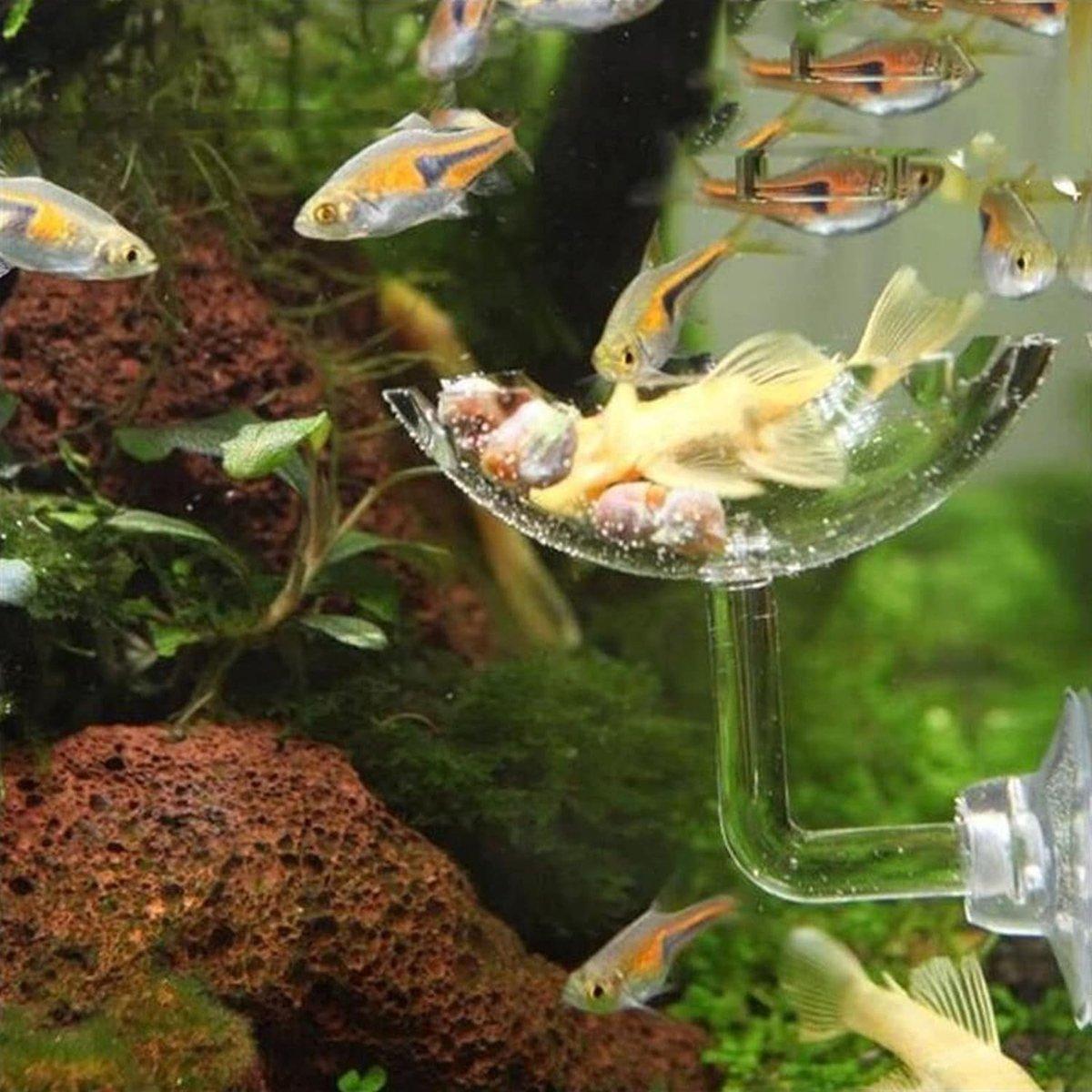 Aquarium Fish Tank Shrimp Food Feeder Clear Glass Feeding Dish Fish Tank Feeder