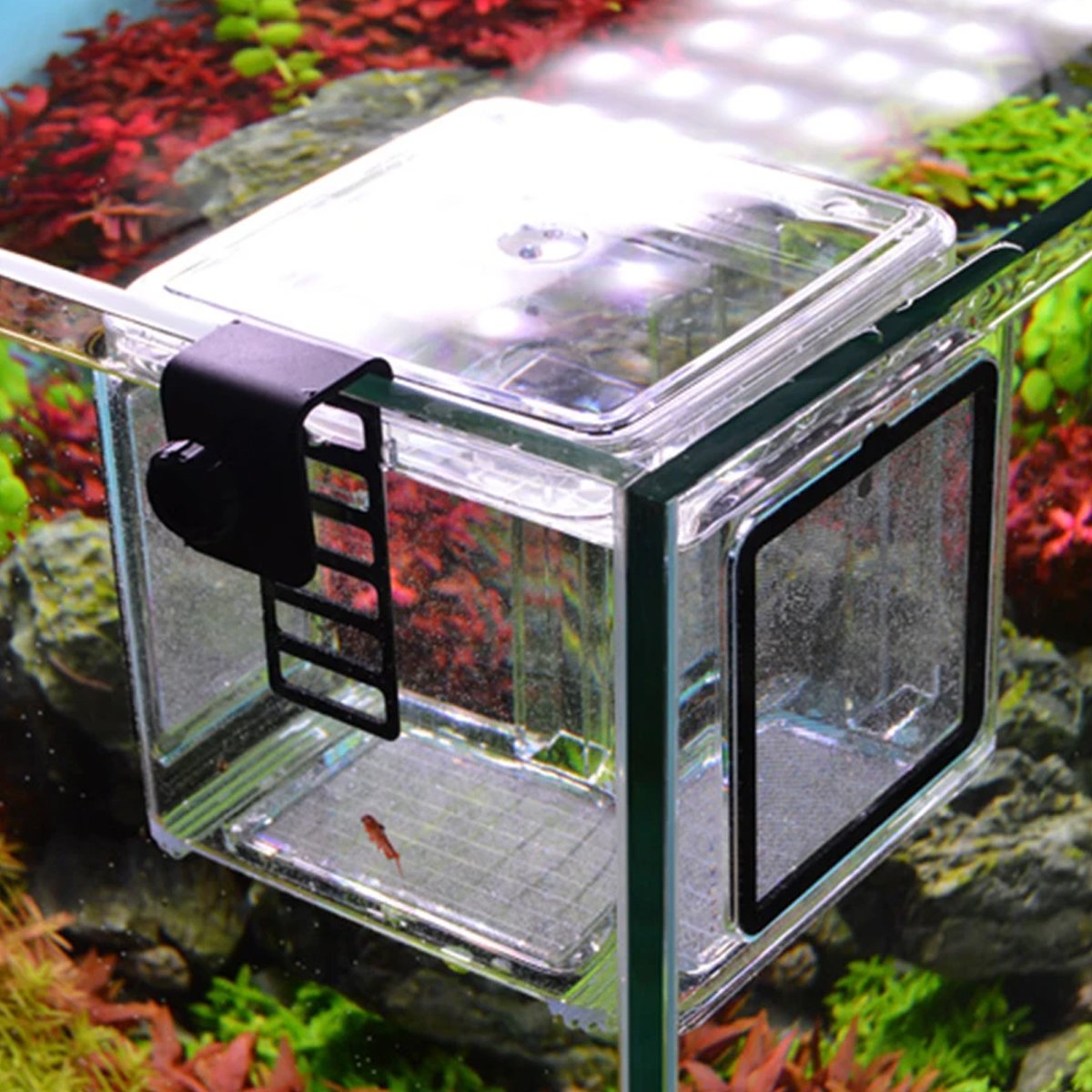 Acrylic Fish Breeding Box Isolation and Fry Protection