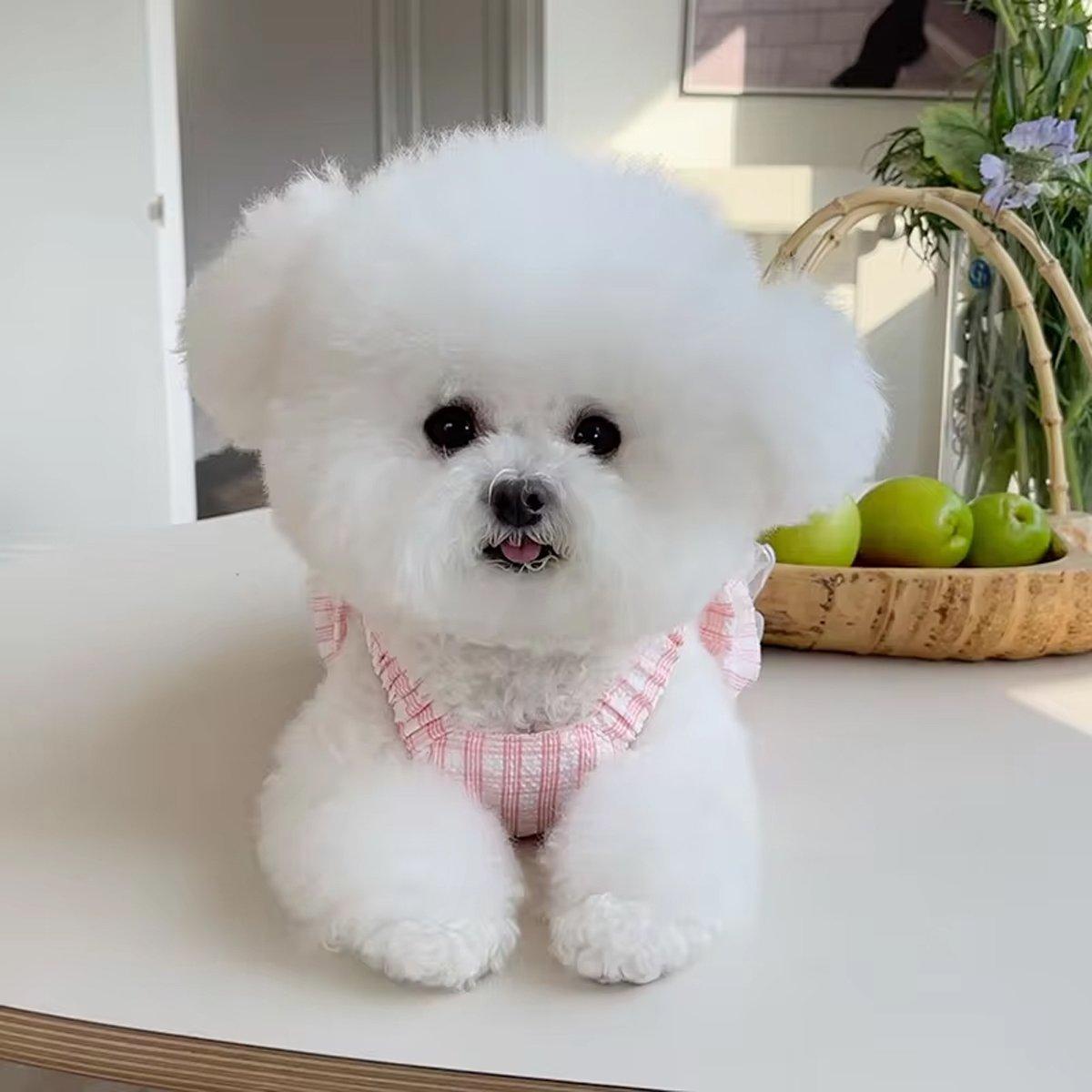 Dog Skirt Pet Clothes Spring And Summer