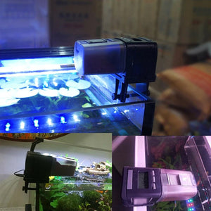 Automatic Fish Feeder Intelligent Control