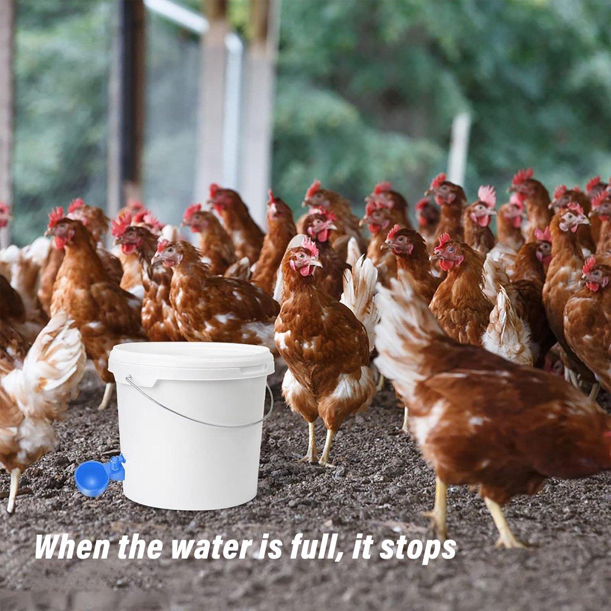 Automatic Chicken Water Dispenser Cups 6 Pcs Durable Poultry Hydration Solution