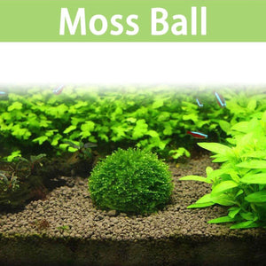 Moss Hemisphere Combination Suspension MOSS Binding-free