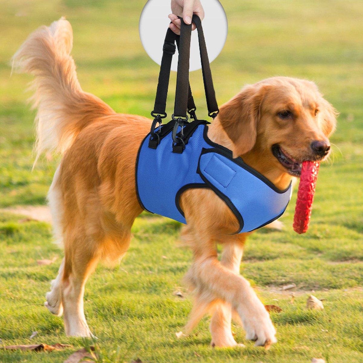 Adjustable Forelimb Support Dog Vest for Mobility and Recovery