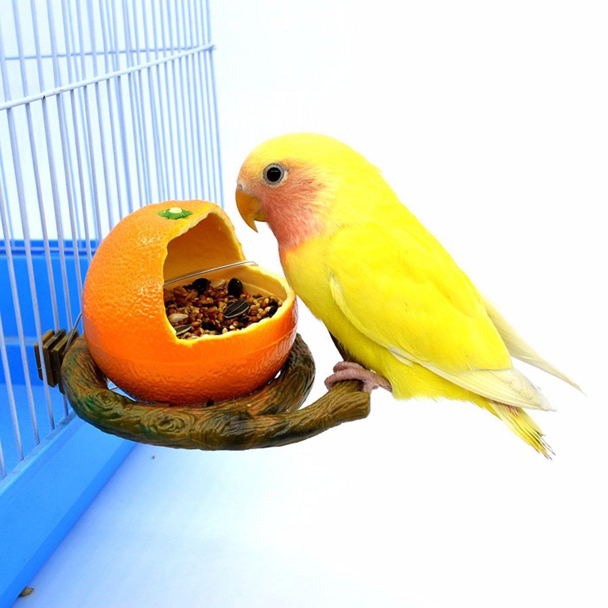 Bird Feeding Bowl Parrot Water Feeder Food Feeding Container