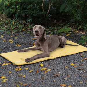 Pet Mat Soft & Comfortable Resting Space for Cats & Small Dogs