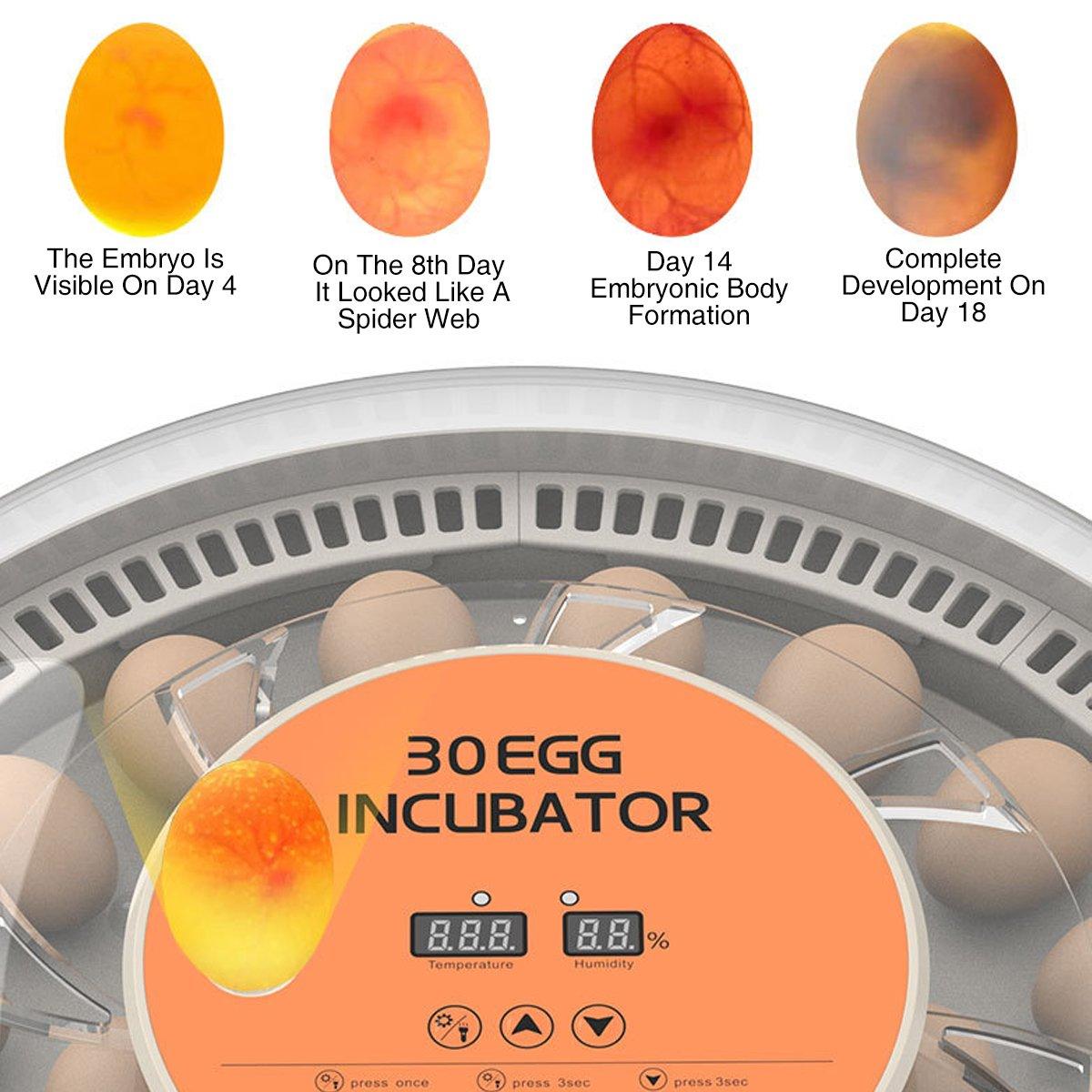 Intelligent New Incubator 30 Automatic Egg Incubator