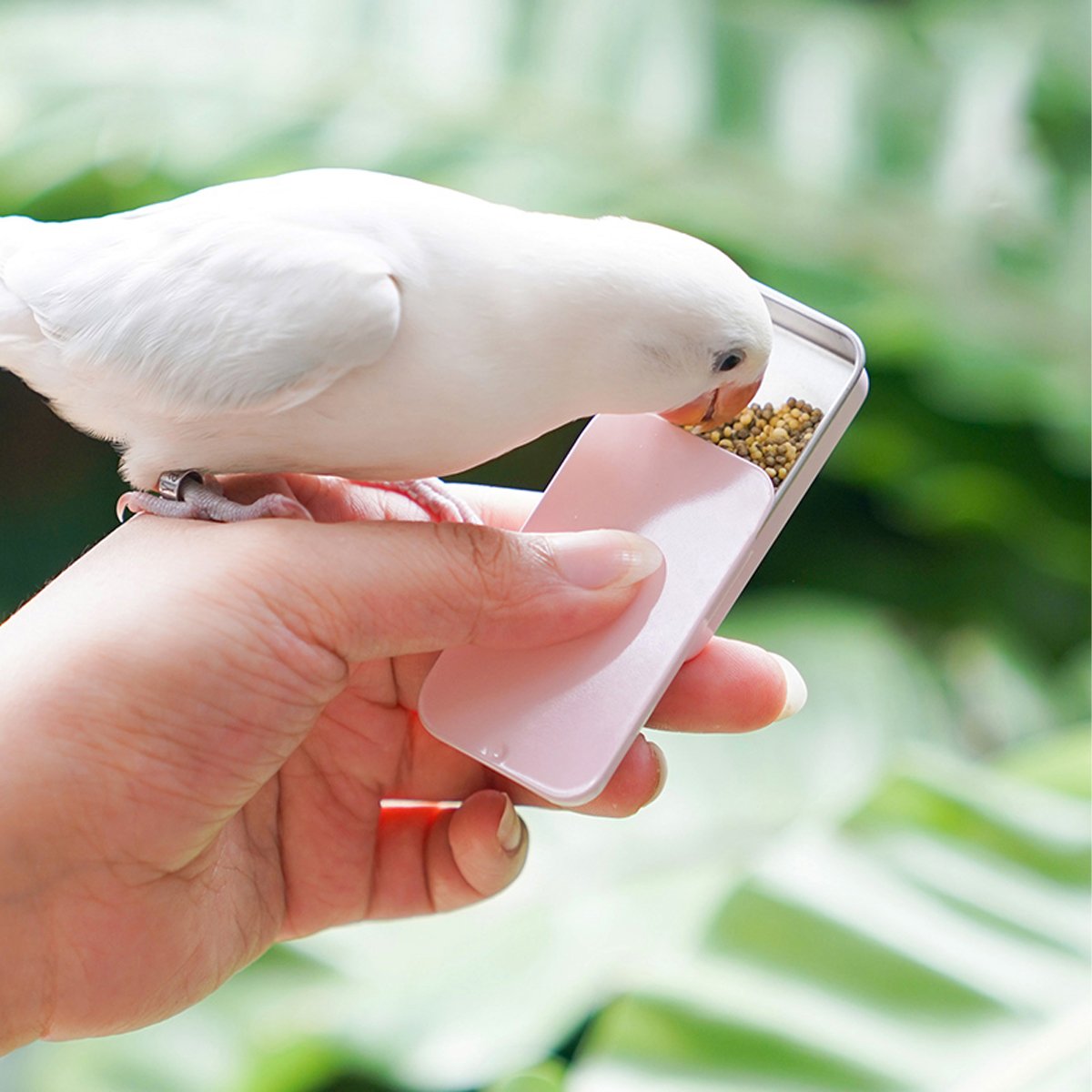 Bird Training Food Box - Portable Feeding Solution for Parrots