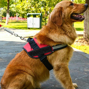 Adjustable No Pull Harness with Breathable Mesh for Medium Dogs.