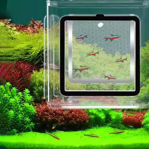 Premium Acrylic Guppy Fry Breeding Box