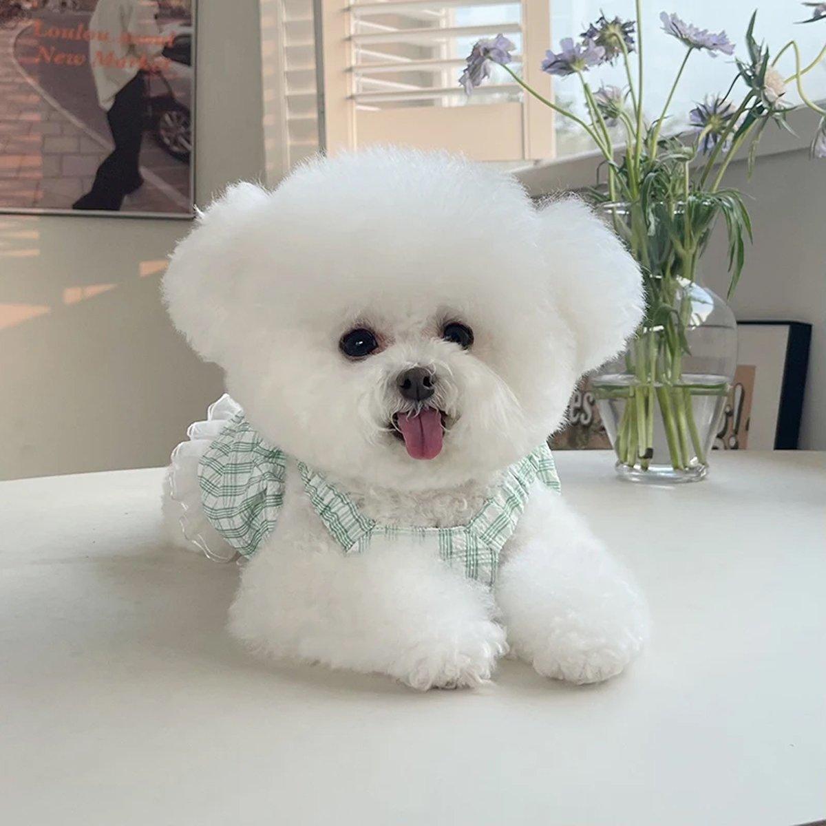 Dog Skirt Pet Clothes Spring And Summer