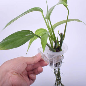 Adjustable Wall Mounted Aquatic Plant Cup for Emersed Plants and Water Grass