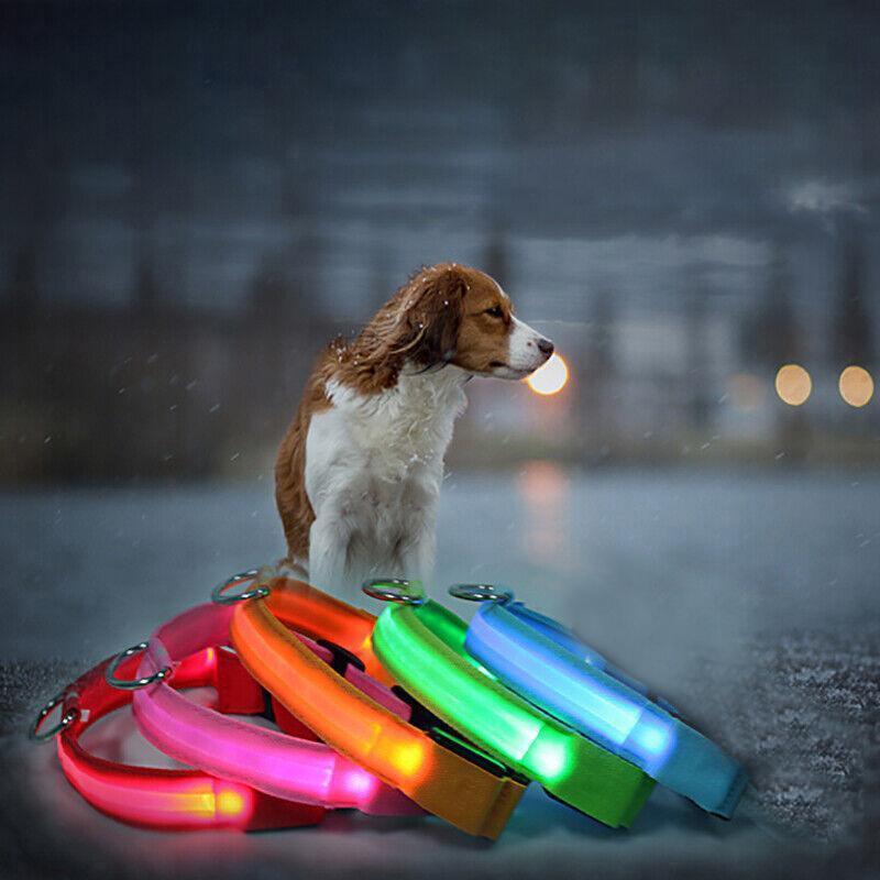 USB Rechargeable Light Up Dog Collar Glow in the Dark Safety for Night Walks