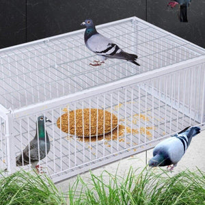 Premium Pigeon Cage with Secure Encrypted Spacing