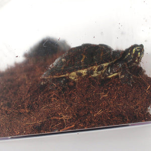 Coconut Soil Reptile Bedding