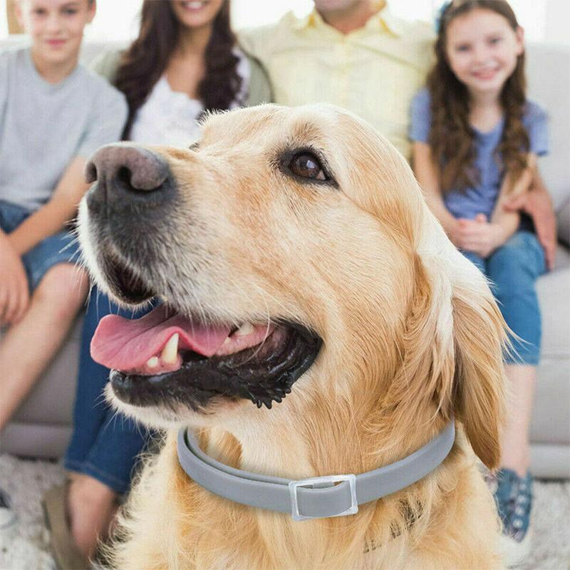 Durable Flea and Tick Collar for Cats & Dogs