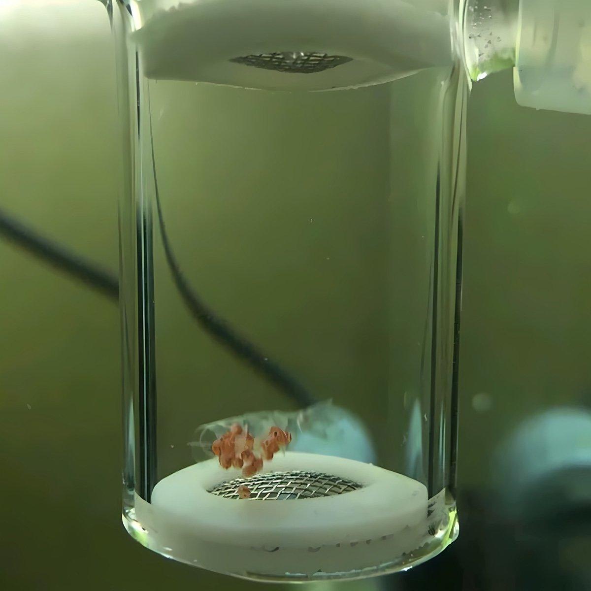 Glass Shrimp Incubator - Efficient CO2 Fertilization System