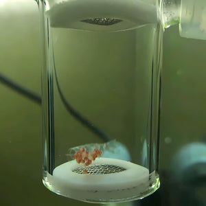 Glass Shrimp Incubator - Efficient CO2 Fertilization System