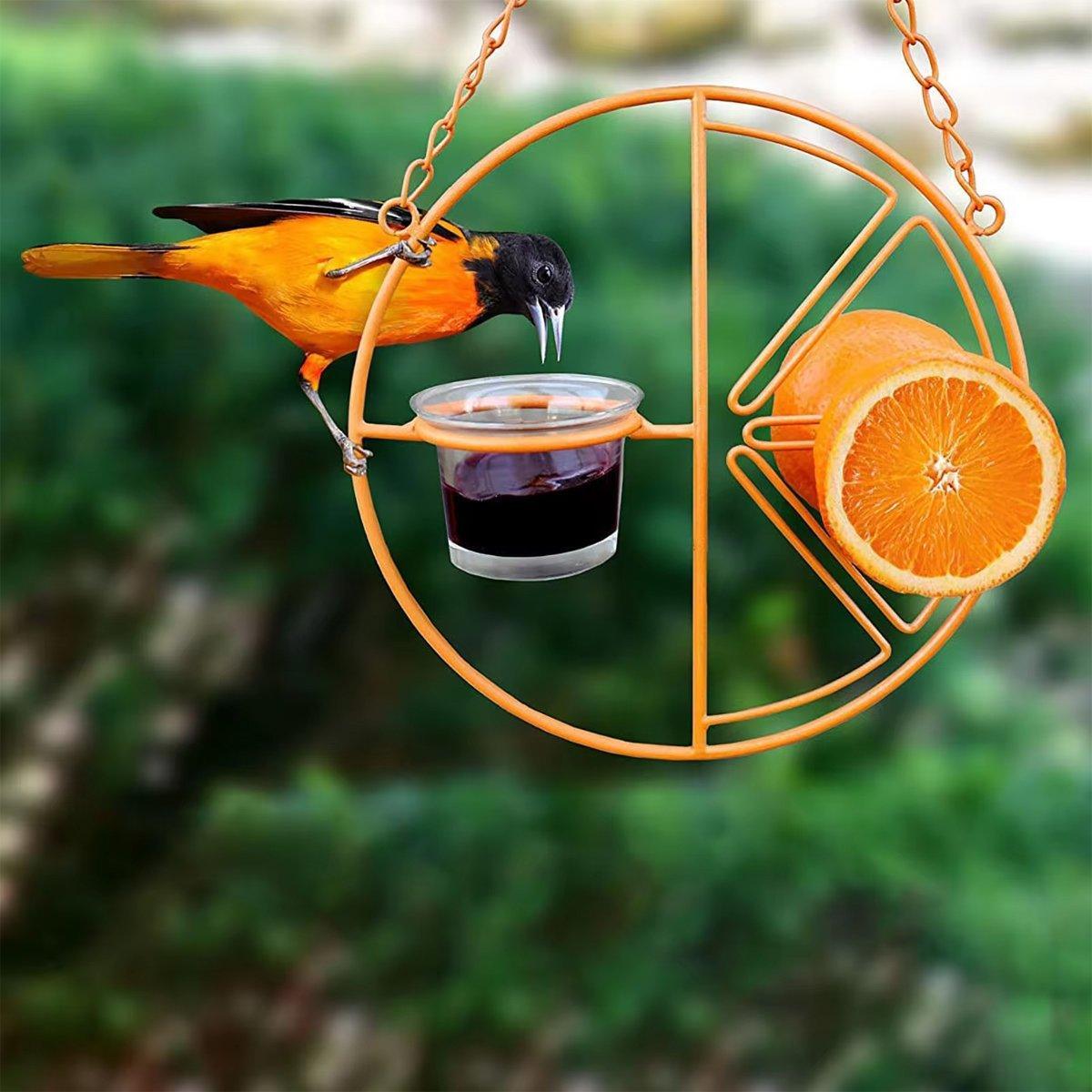 Hummingbird Feeding Bracket Outdoor Indoor Bird Feeder A Hummingbird Feeding Water