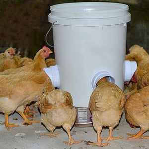 Easy-to-Assemble Weatherproof Chicken Feeder with Gravity-Feed Mechanism