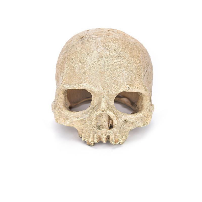 Artificial Head Bone Aquarium Ornament Bald Bald 4 Types