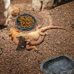 2 Pack Reptile Water Dish Food Bowl Rock Worm Feeder for Leopard Gecko Lizard