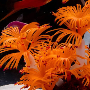 Vibrant Soft Coral Fish Tank Decoration for a Stunning Aquarium