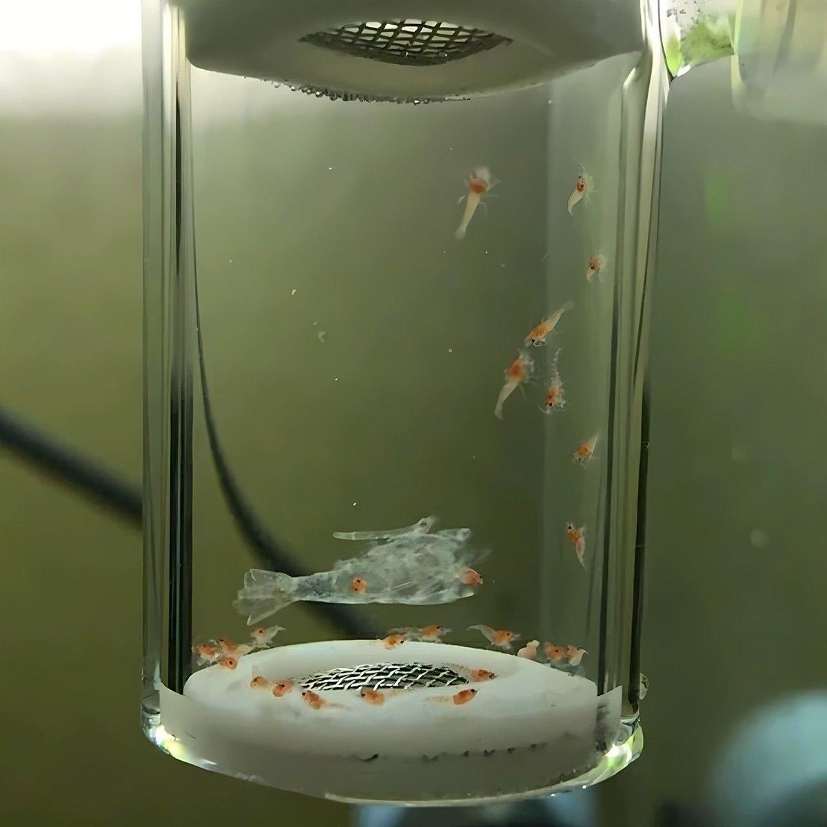 Glass Shrimp Incubator - Efficient CO2 Fertilization System