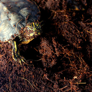 Coconut Soil Reptile Bedding