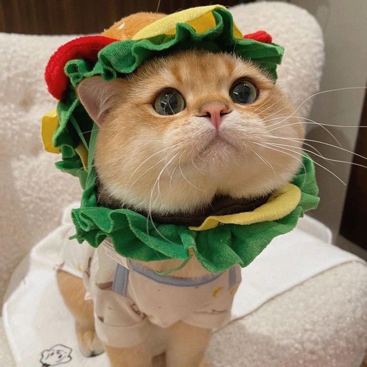 Pet Hamburger Headgear for Cats & Small Dogs