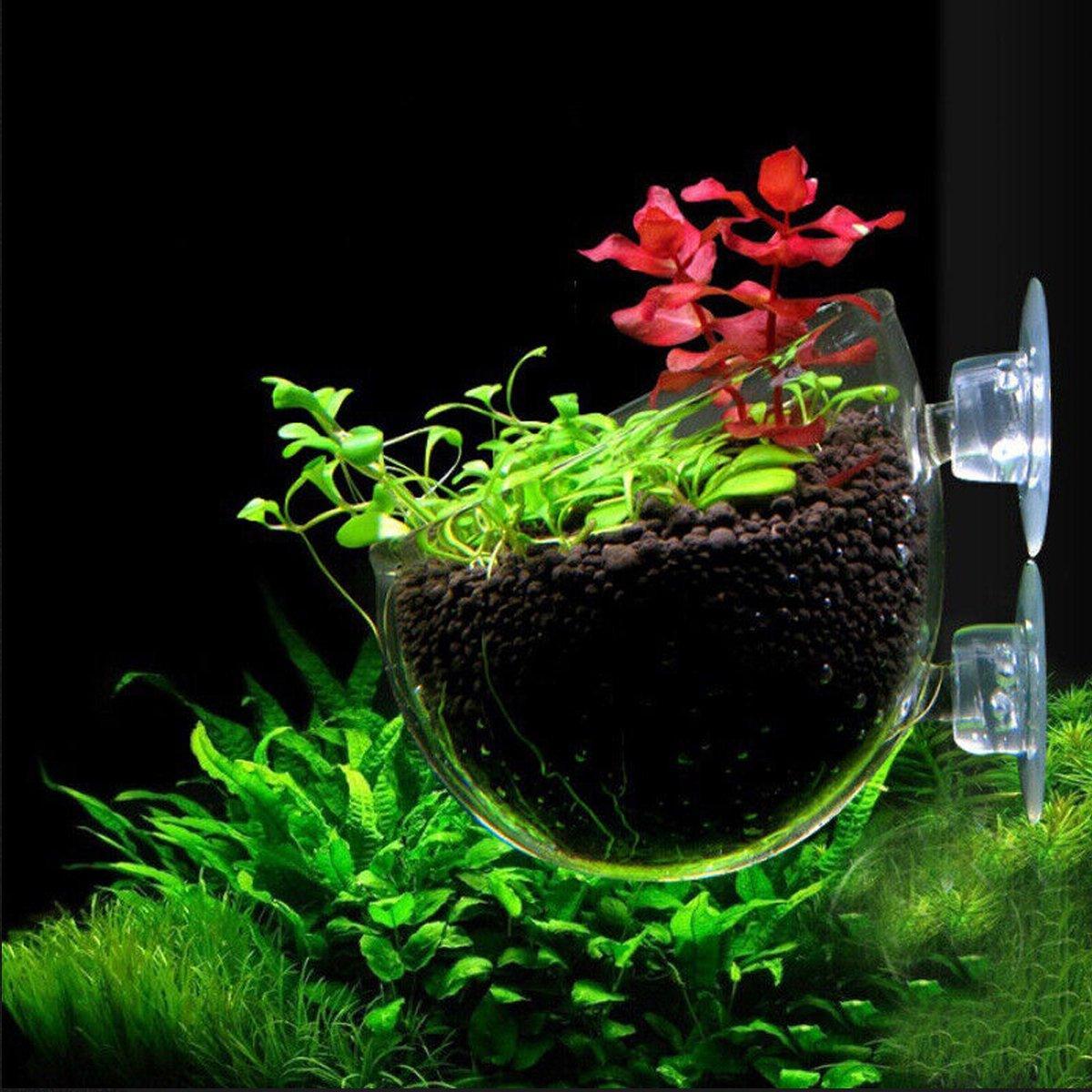 Aquarium Plant Cup for Breeding and Aquascaping Glass Water Plant Holder